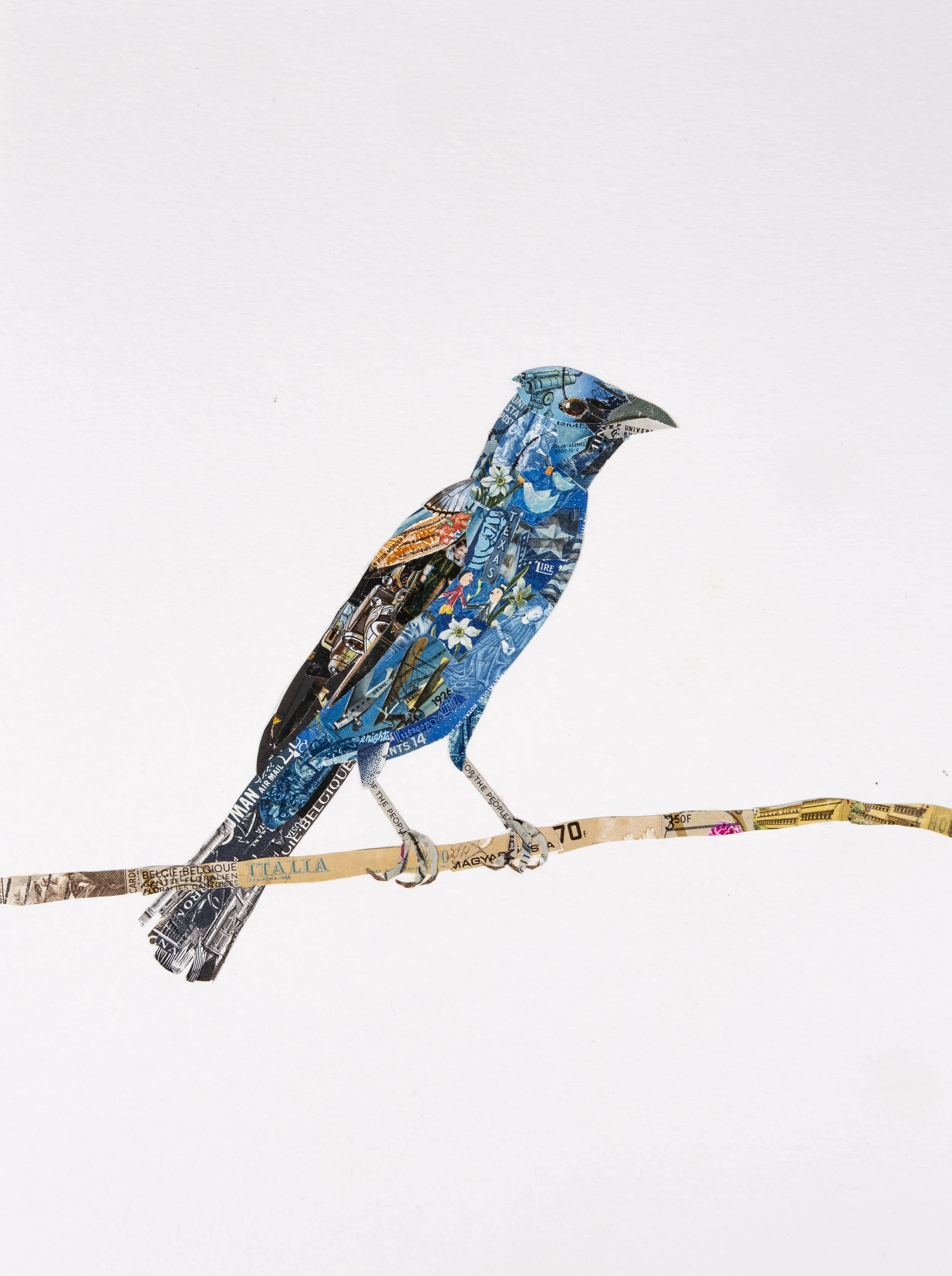 Blue Grosbeak, 2018