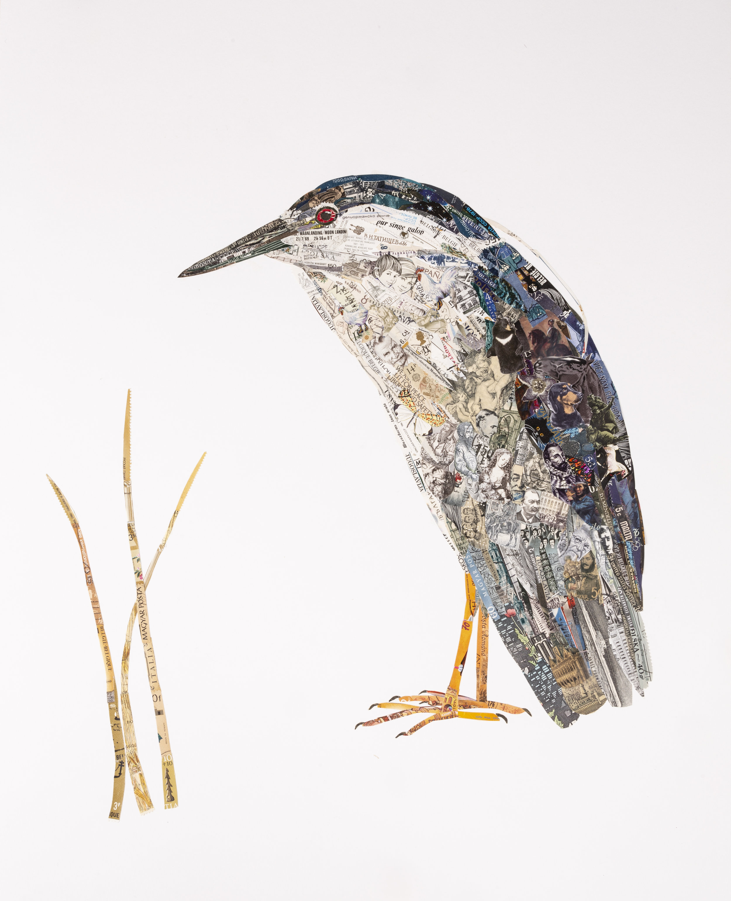 Black-crowned Night Heron, 2018