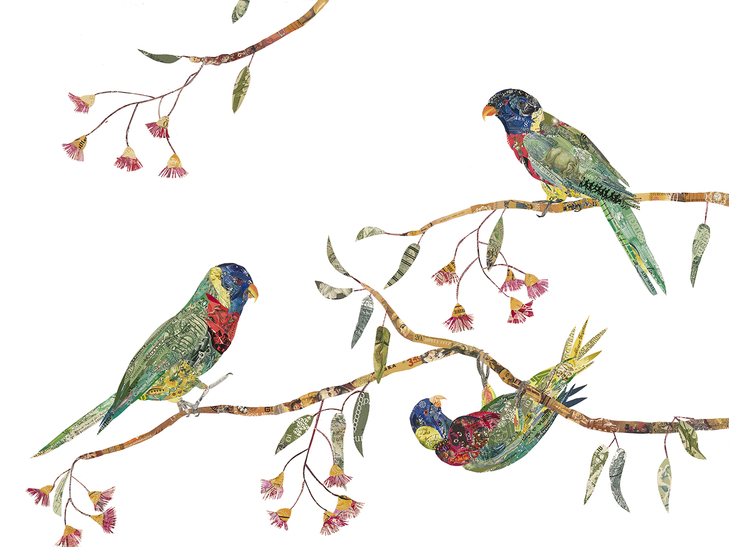 Lorikeets, 2019