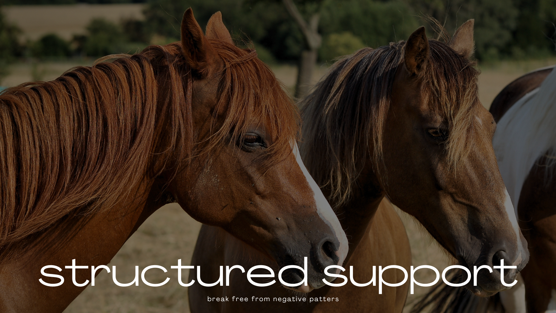 MB Equine Therpay Front Page.png