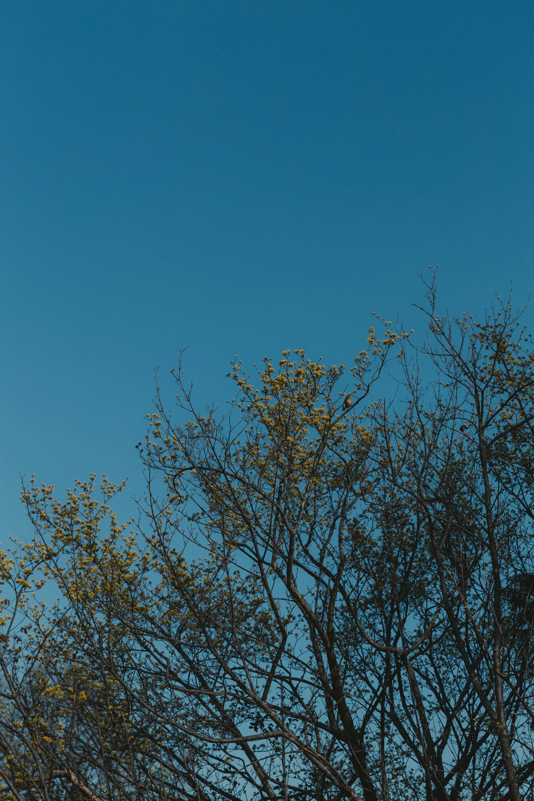 _MG_4251.jpg