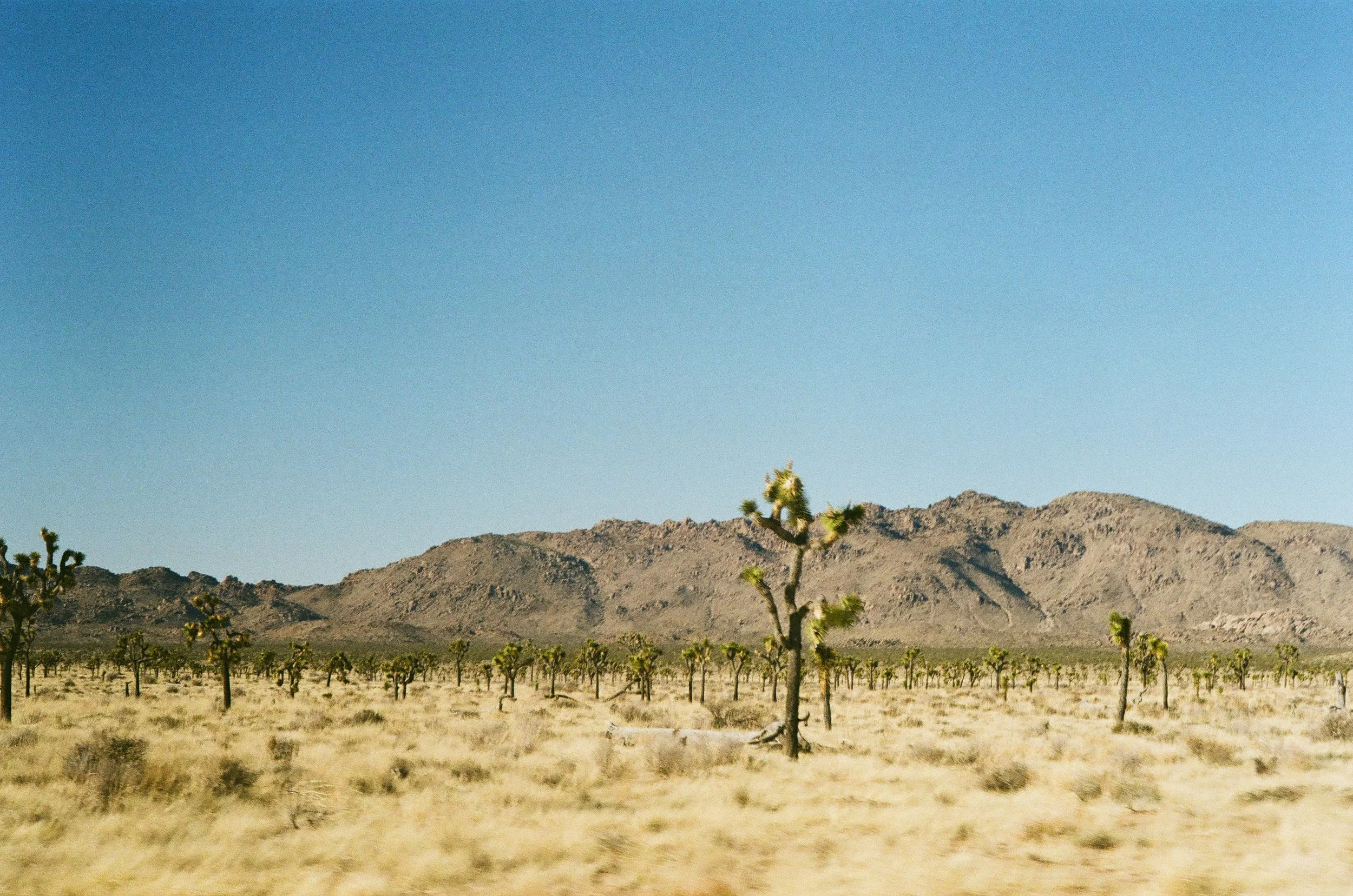 Diary — Allie Paige