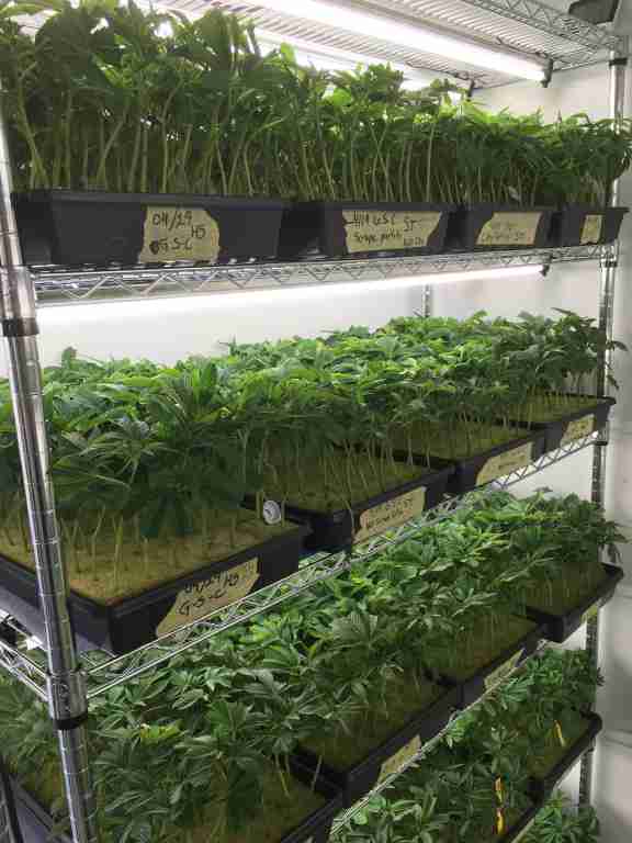 Rooted Clone Rack