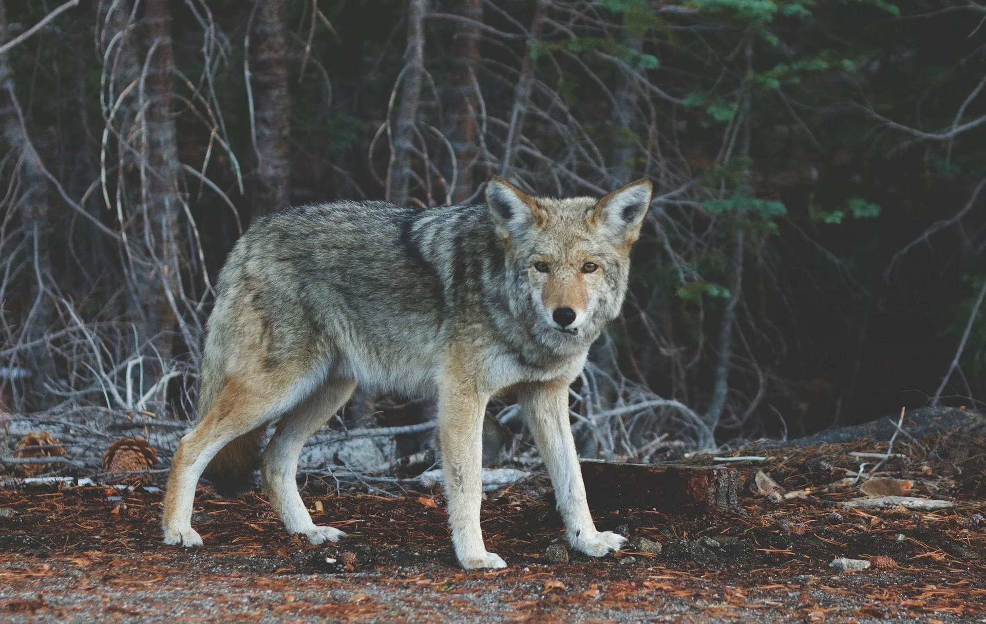 There's Really A Wolf Review