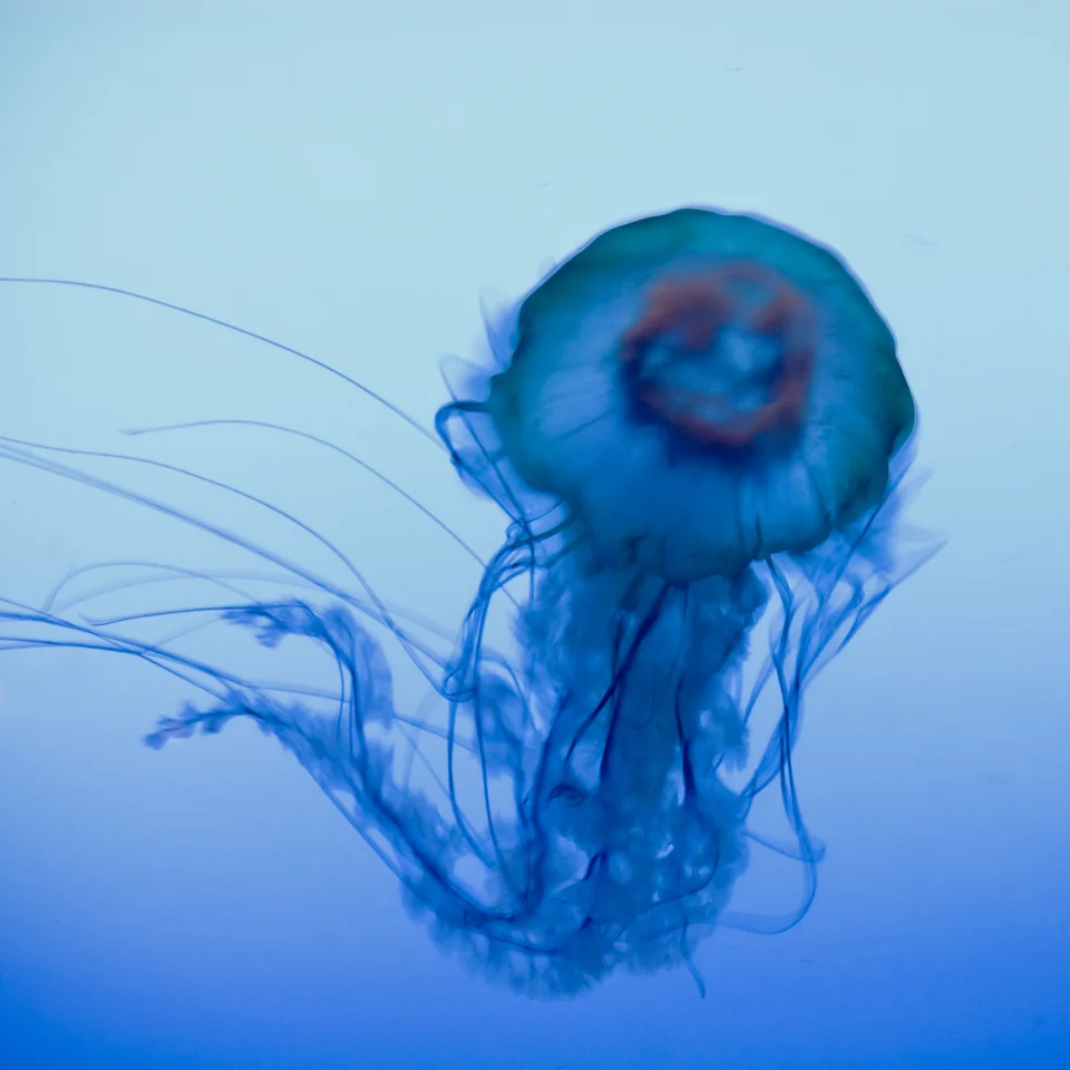 La Meduse 2