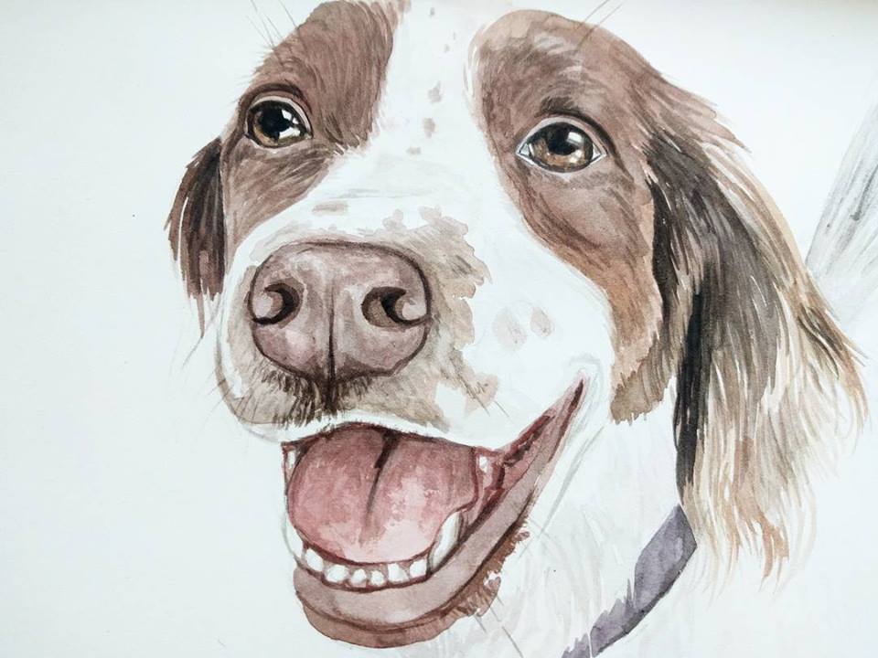 dog border collie pet portrait watercolour paula formosa