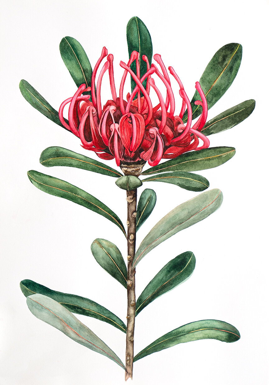 Tasmanian Waratah - Paula Formosa.jpg