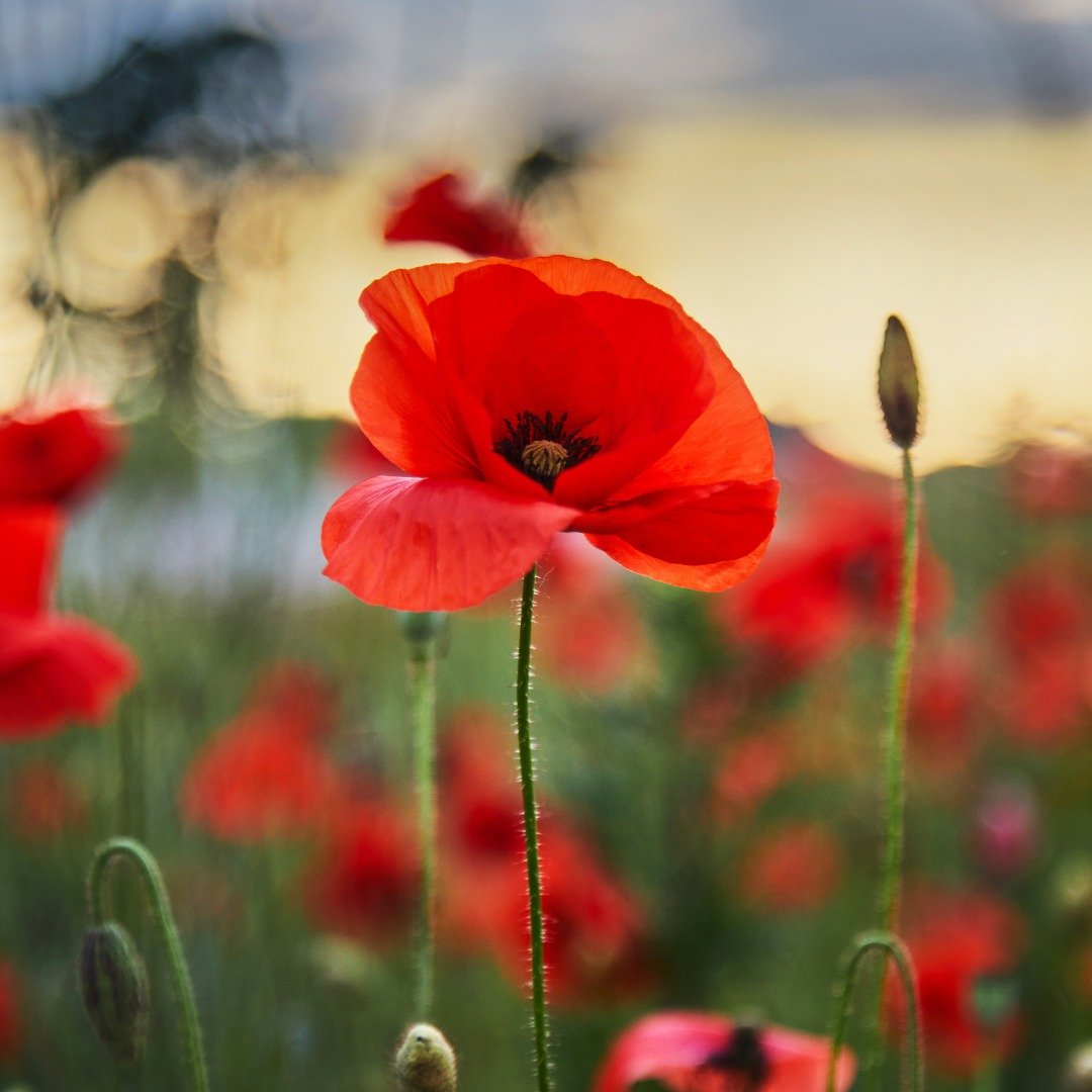 They shall grow not old, as we that are left grow old: 
Age shall not weary them, nor the years condemn. 
At the going down of the sun and in the morning 
We will remember them.

As today is Anzac Day the centre is closed.  We will be open again from