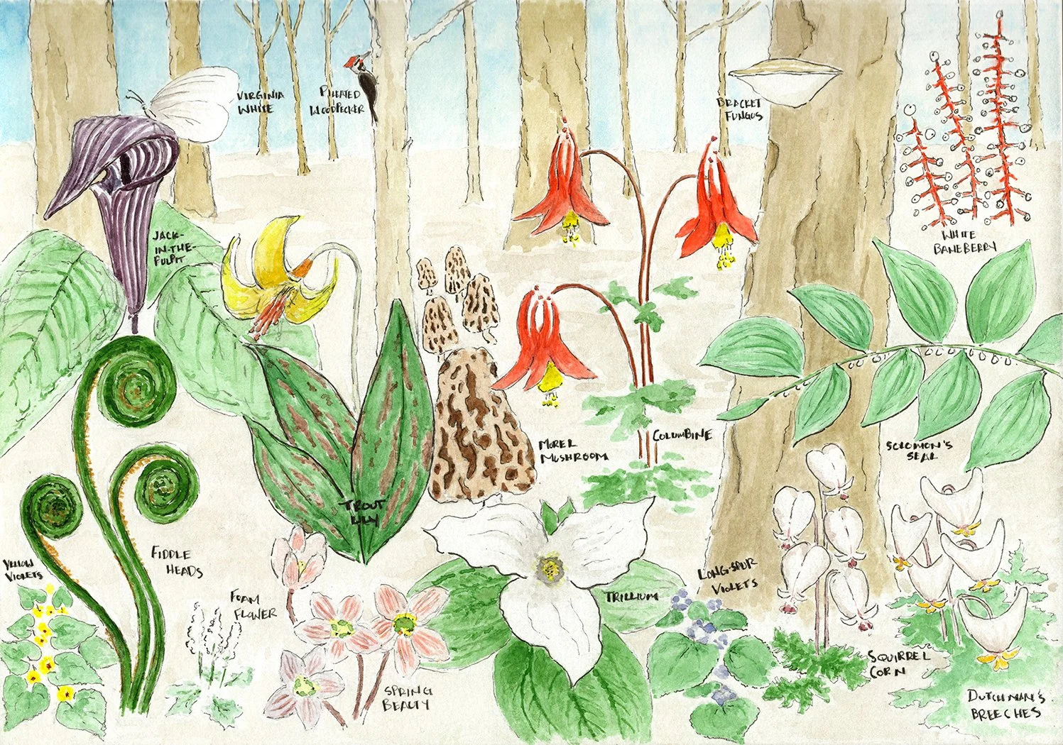 Plants and Things — The Littoralist