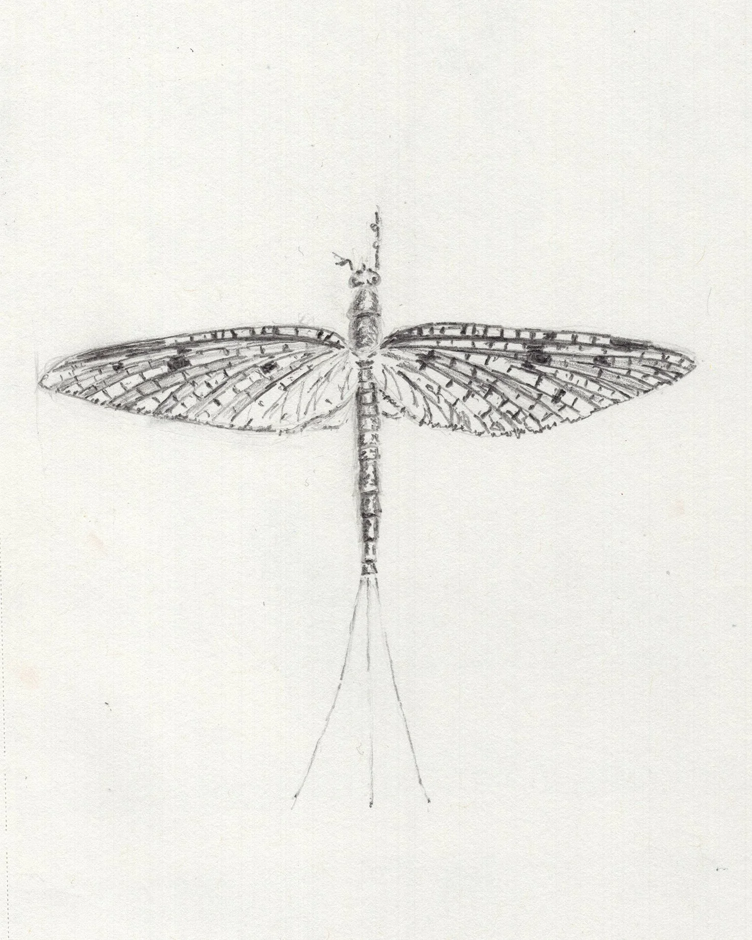 Mayfly_Nate Richardson_2021(small).jpg
