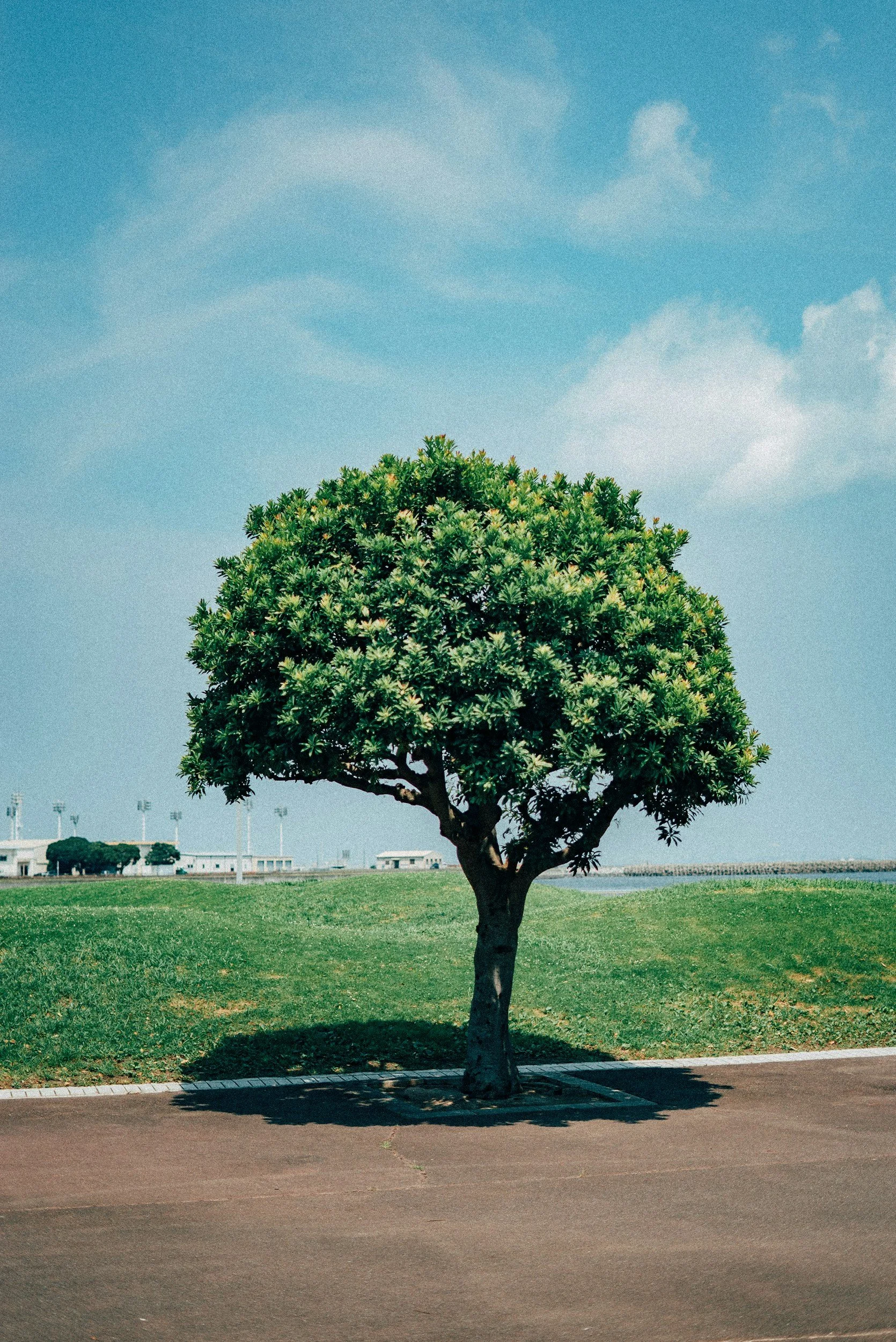 Eating From the Wrong Tree; Part 2 of Blind Spots