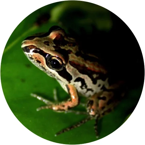 Striped Marsh Frog.jpg