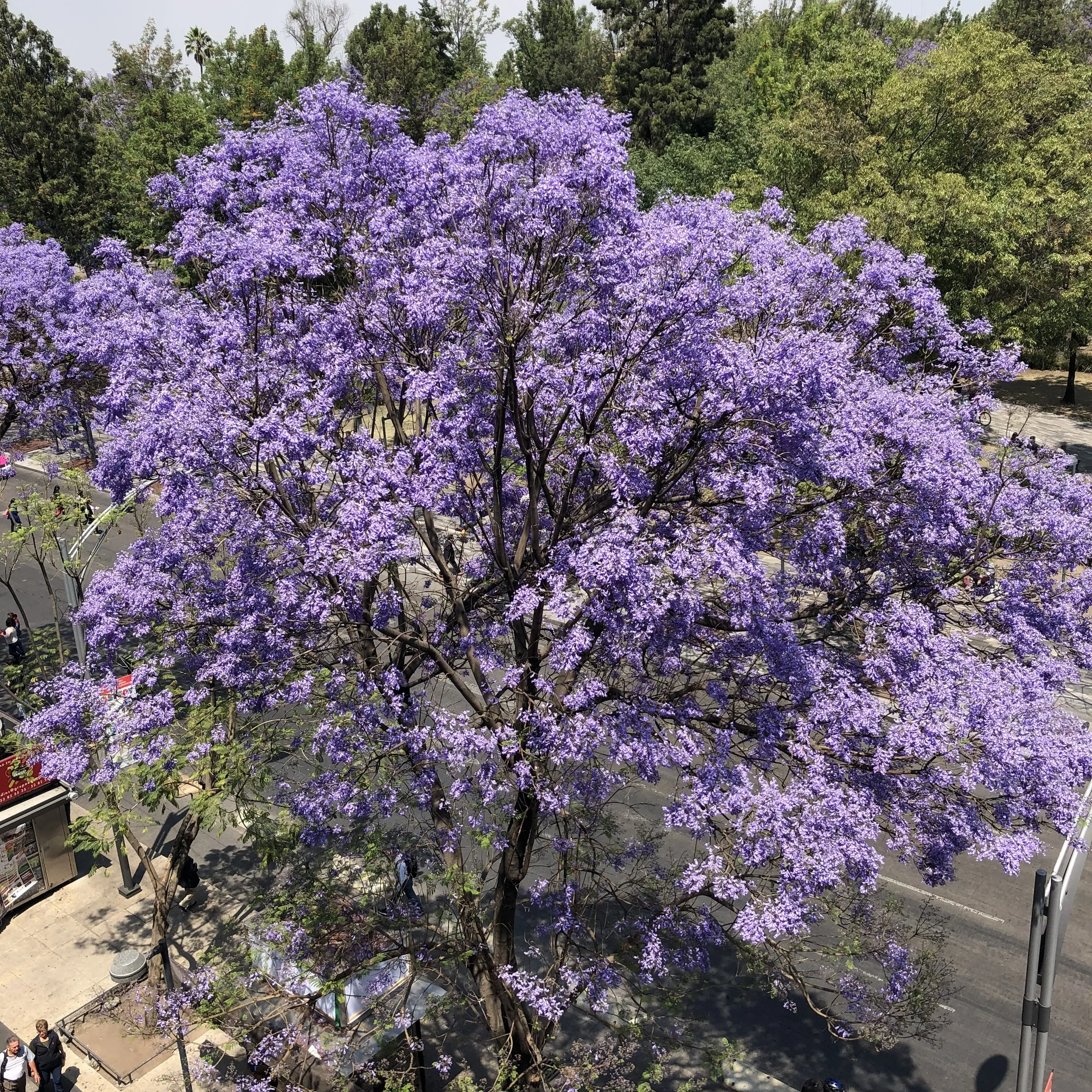 Amor entre jacarandas