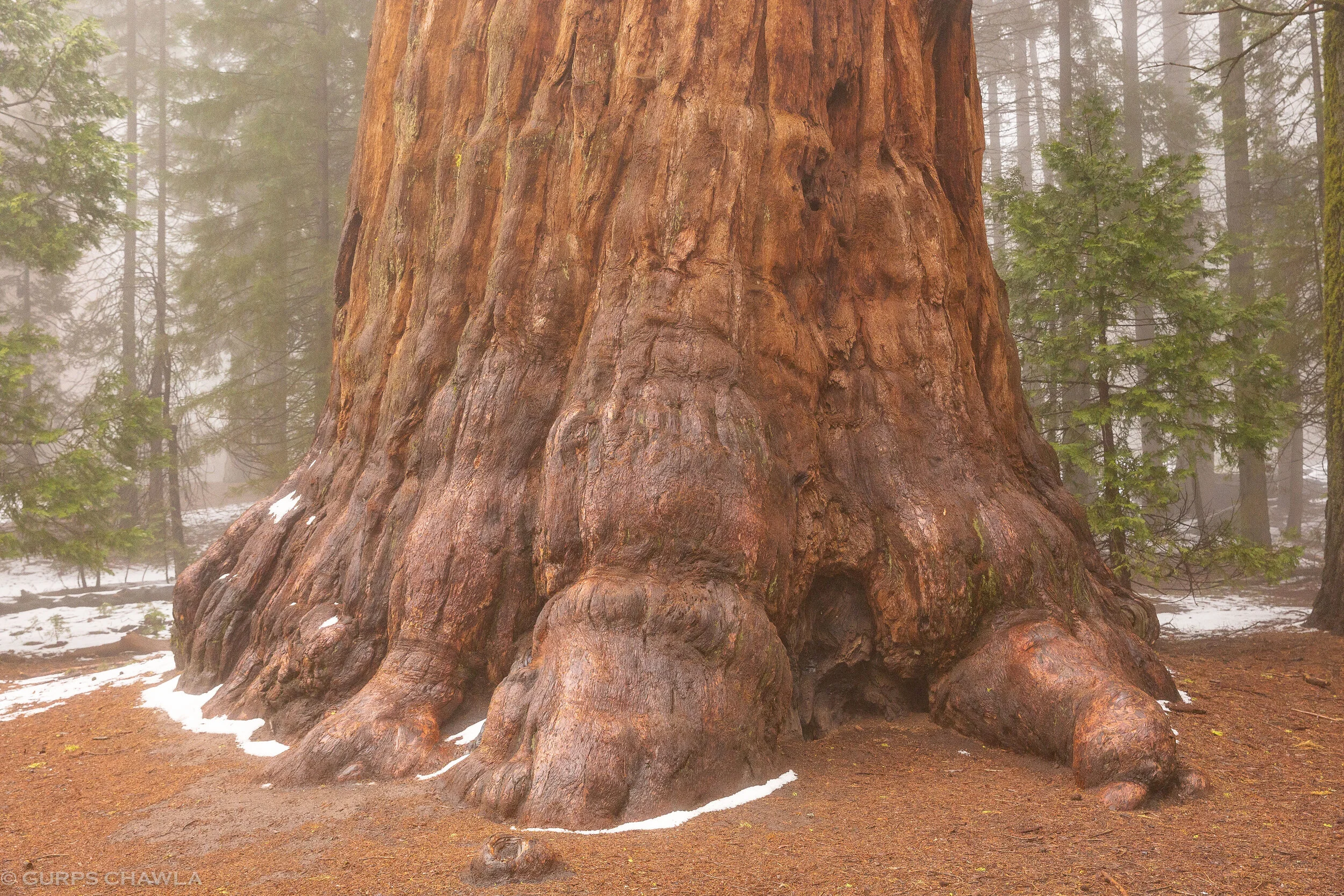 Sequoia (6 of 25).jpg