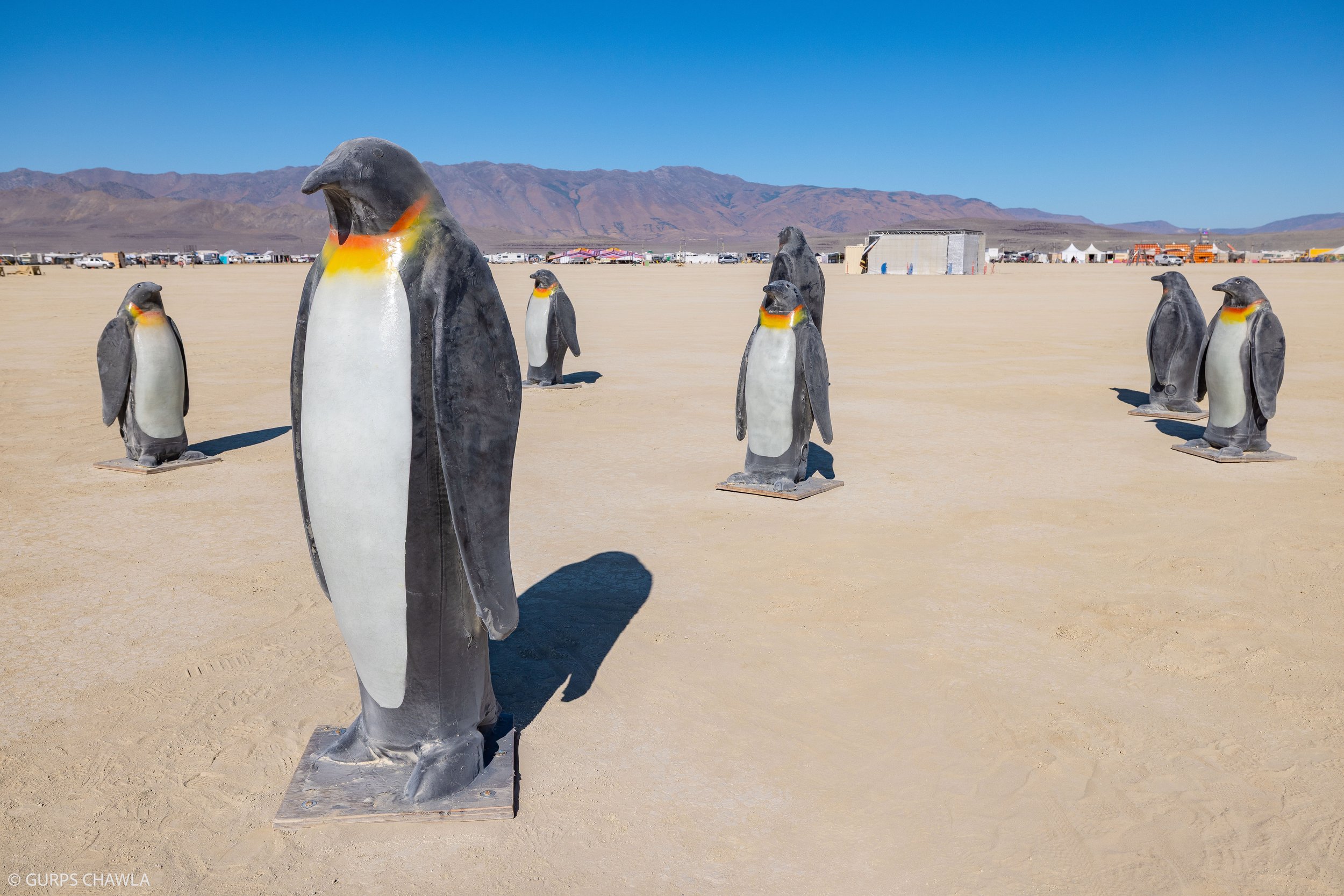 051. Playa Penguin By- Paula Aranda.jpg