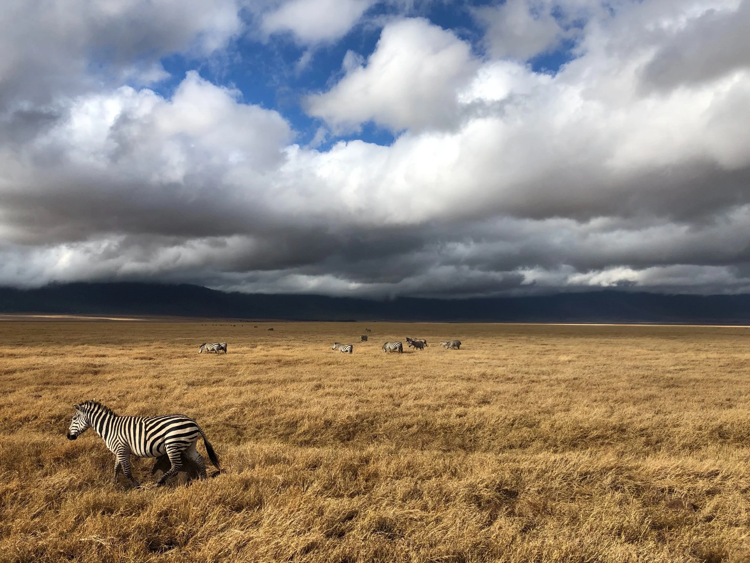 zebra.jpg