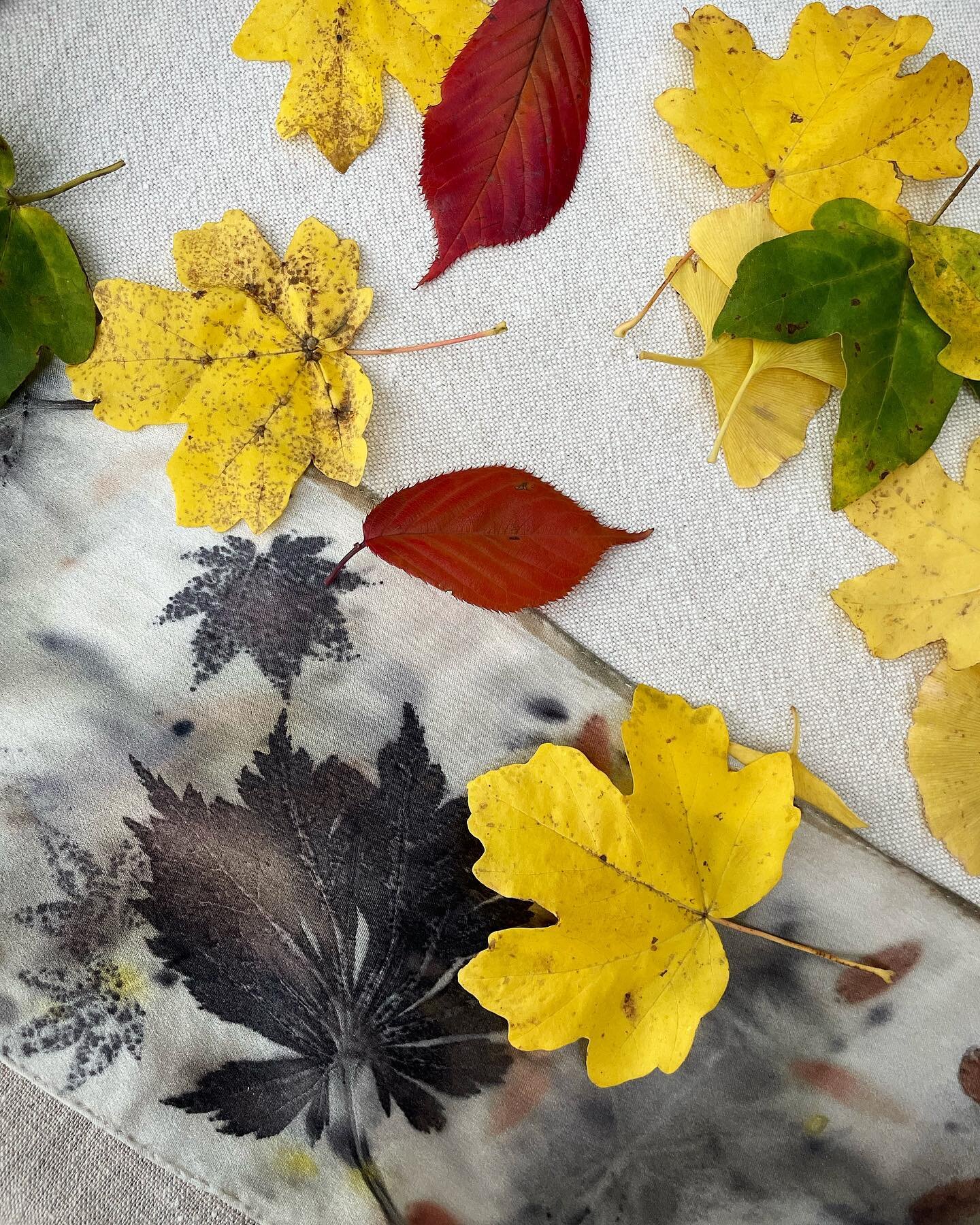 Nature&rsquo;s colours here in Denmark 🍁🍂 🍃❤️ 

#Leafprint #MyLocalDyePlants #Handcrafted #Slowfashion  #AroundTheWorldin80dyes