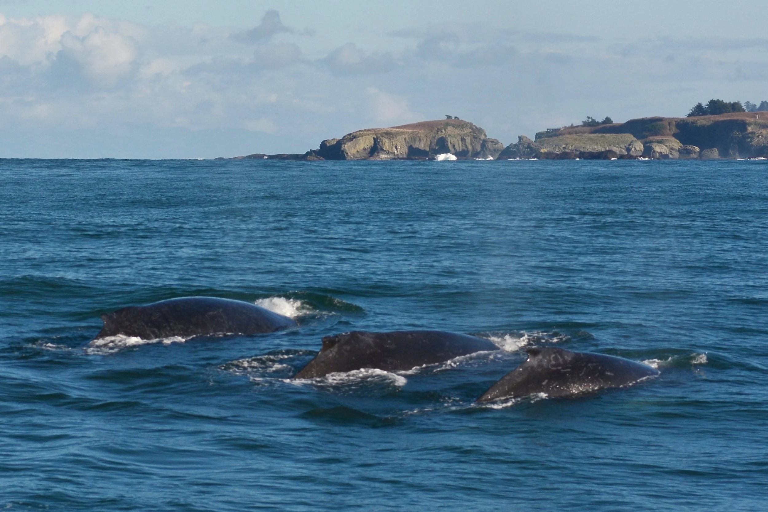 Humpback Series #6, Washington Coast