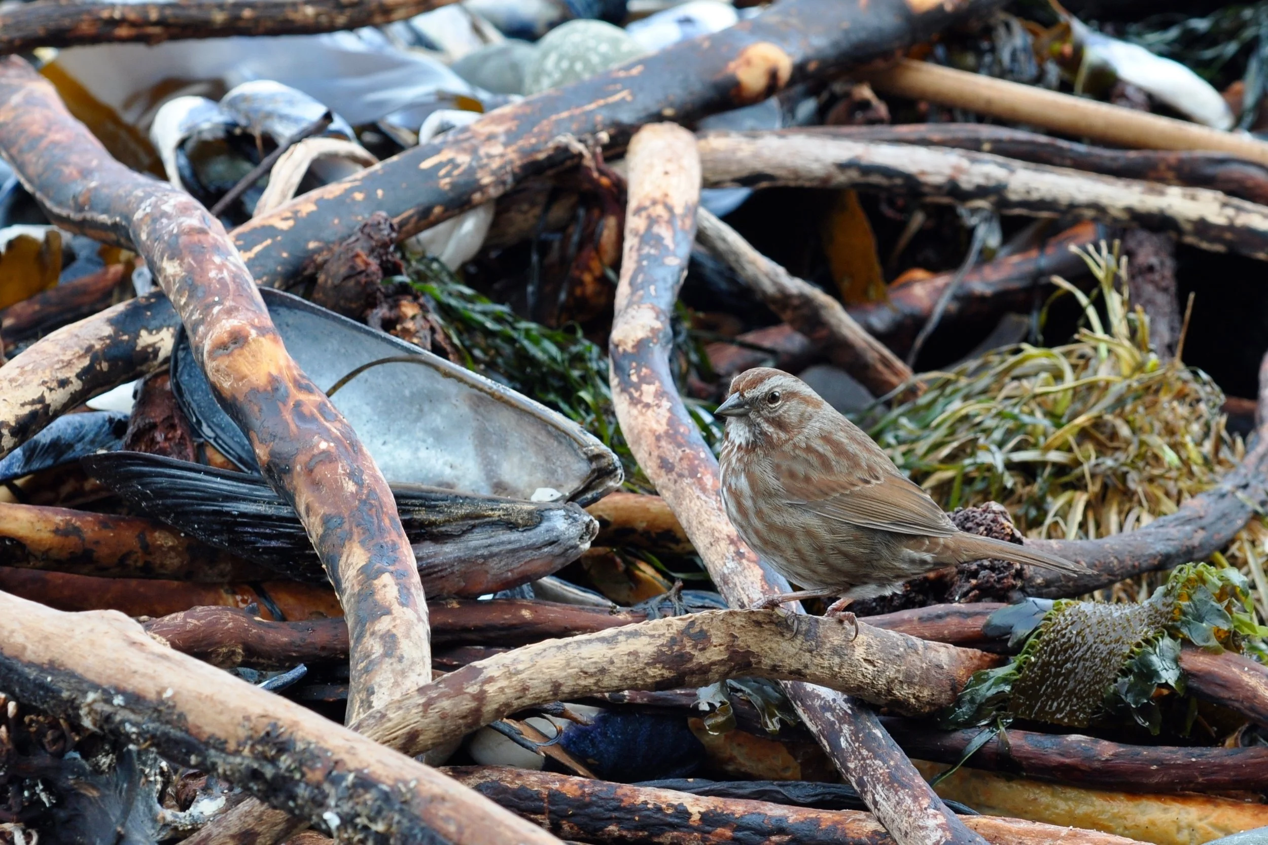 Song Sparrow