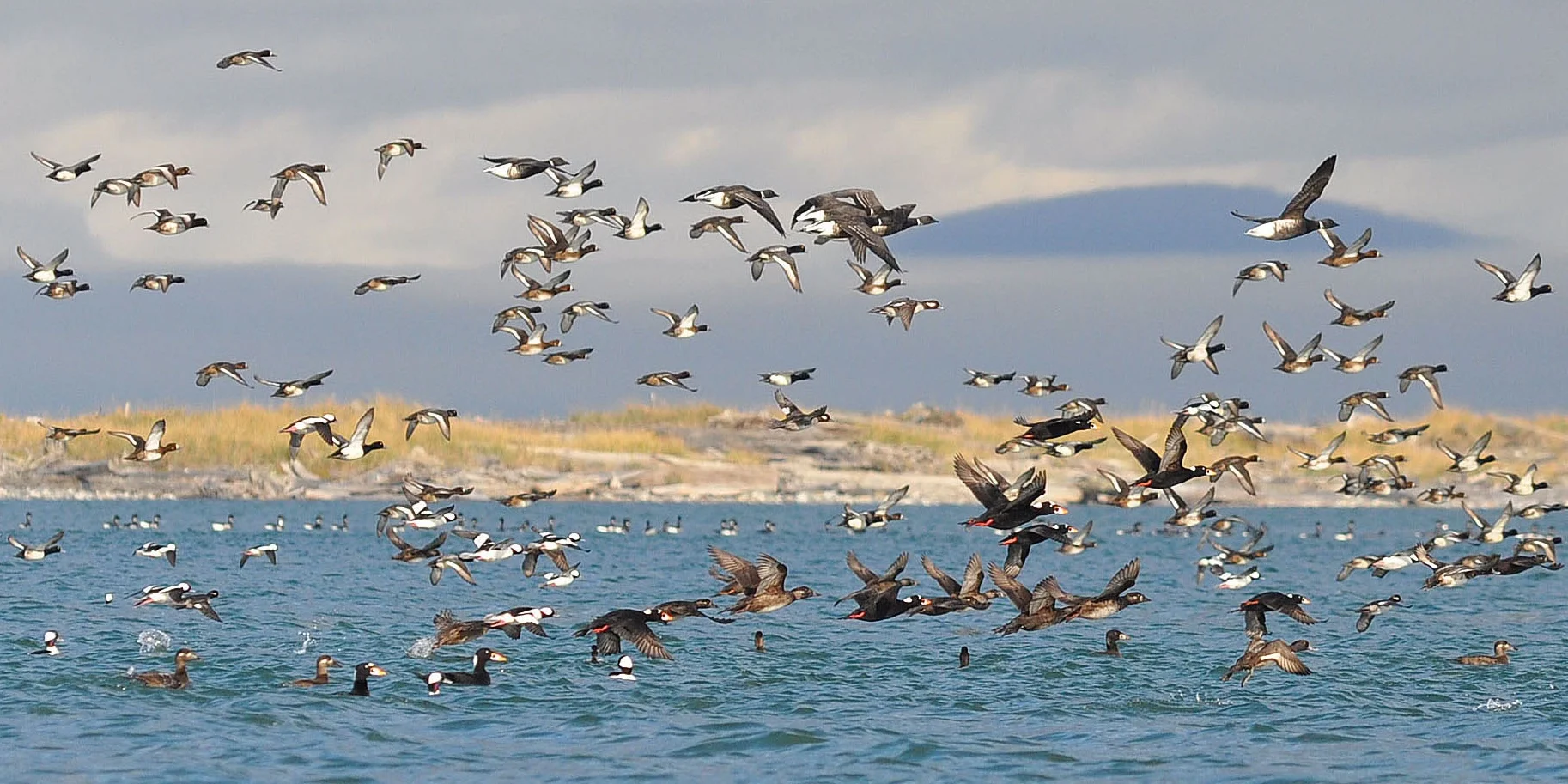 Seabirds, Dungeness Spit