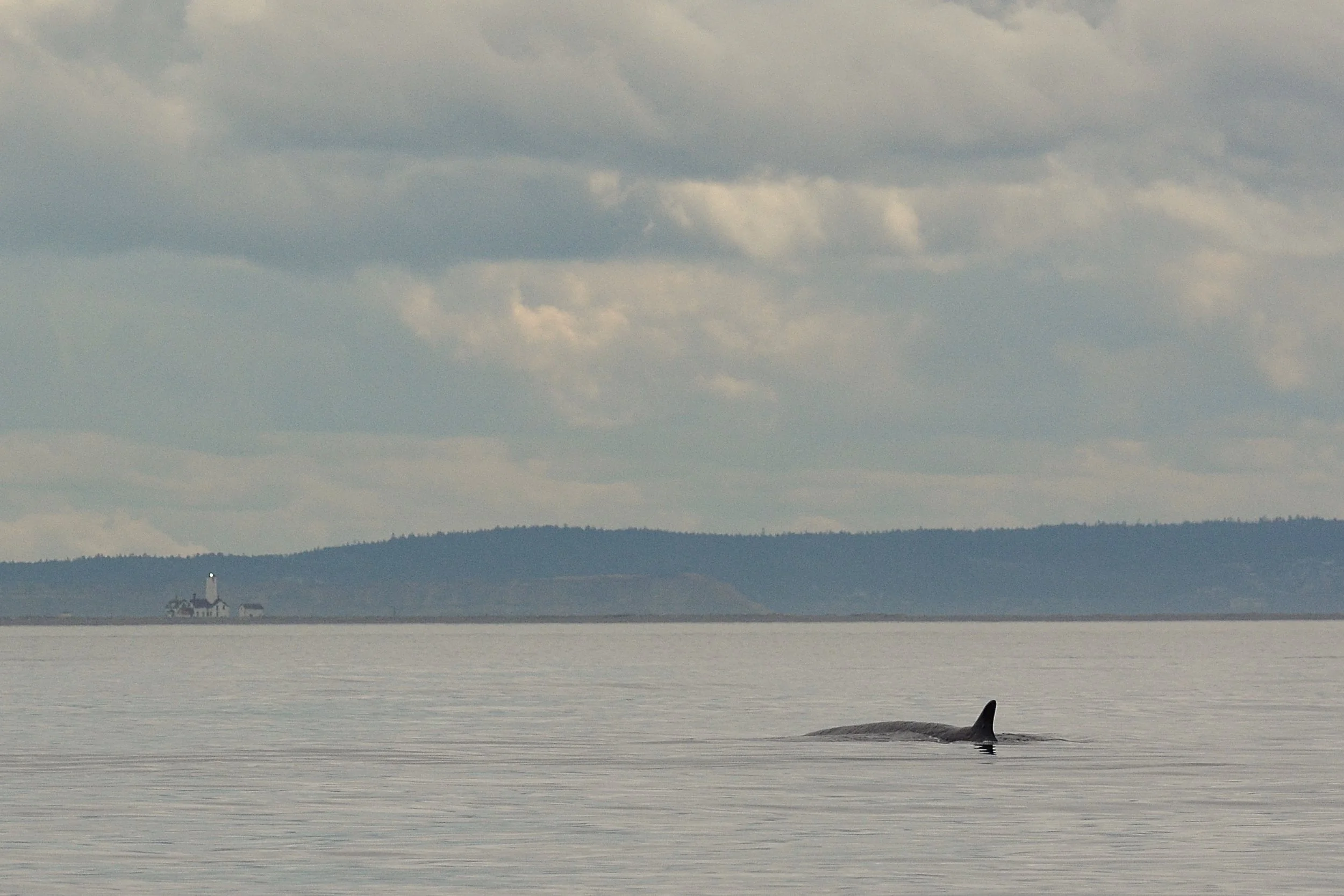 Fin Whale, Dungeness Spit Lighthouse