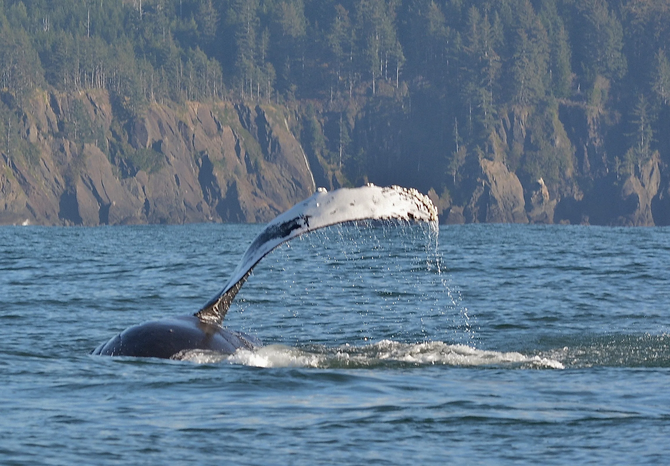 Humpback Series #5, Washington Coast