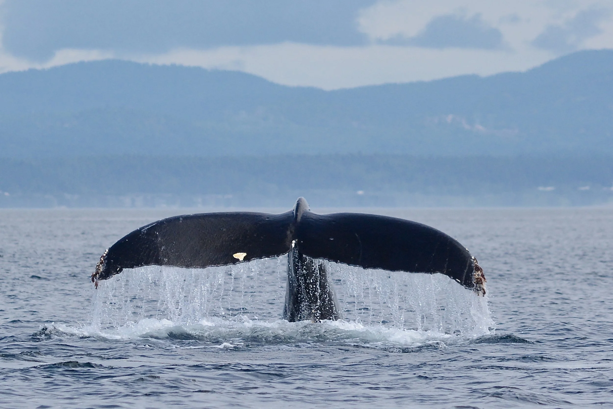Humpback Whale IV, Strait of Juan de Fuca