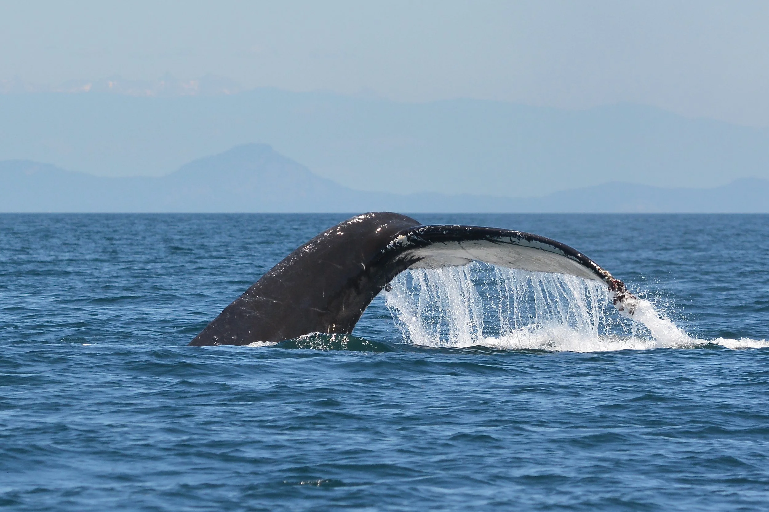 Humpback Whale VI, Strait of Juan de Fuca
