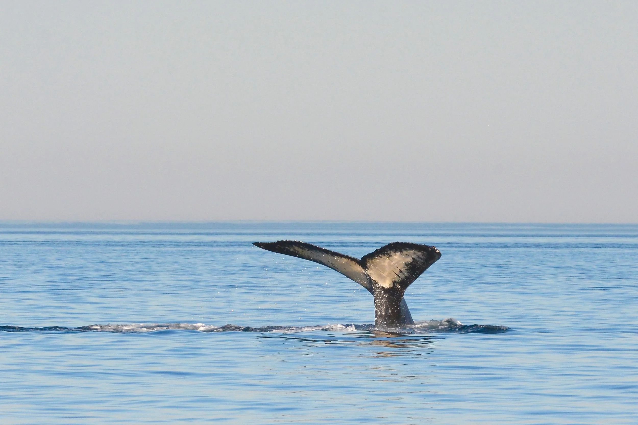 Humpback Whale V, Strait of Juan de Fuca