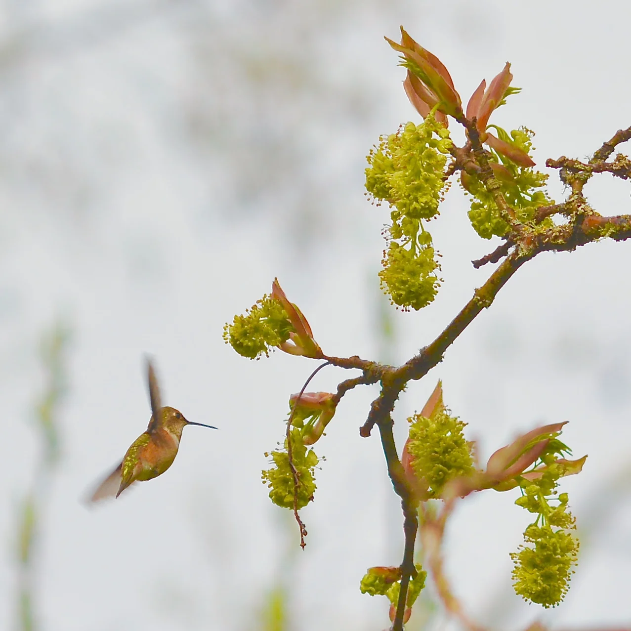 Rufous Hummer, Big-leaf Maple