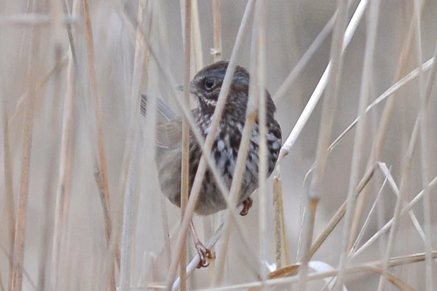 Song Sparrow