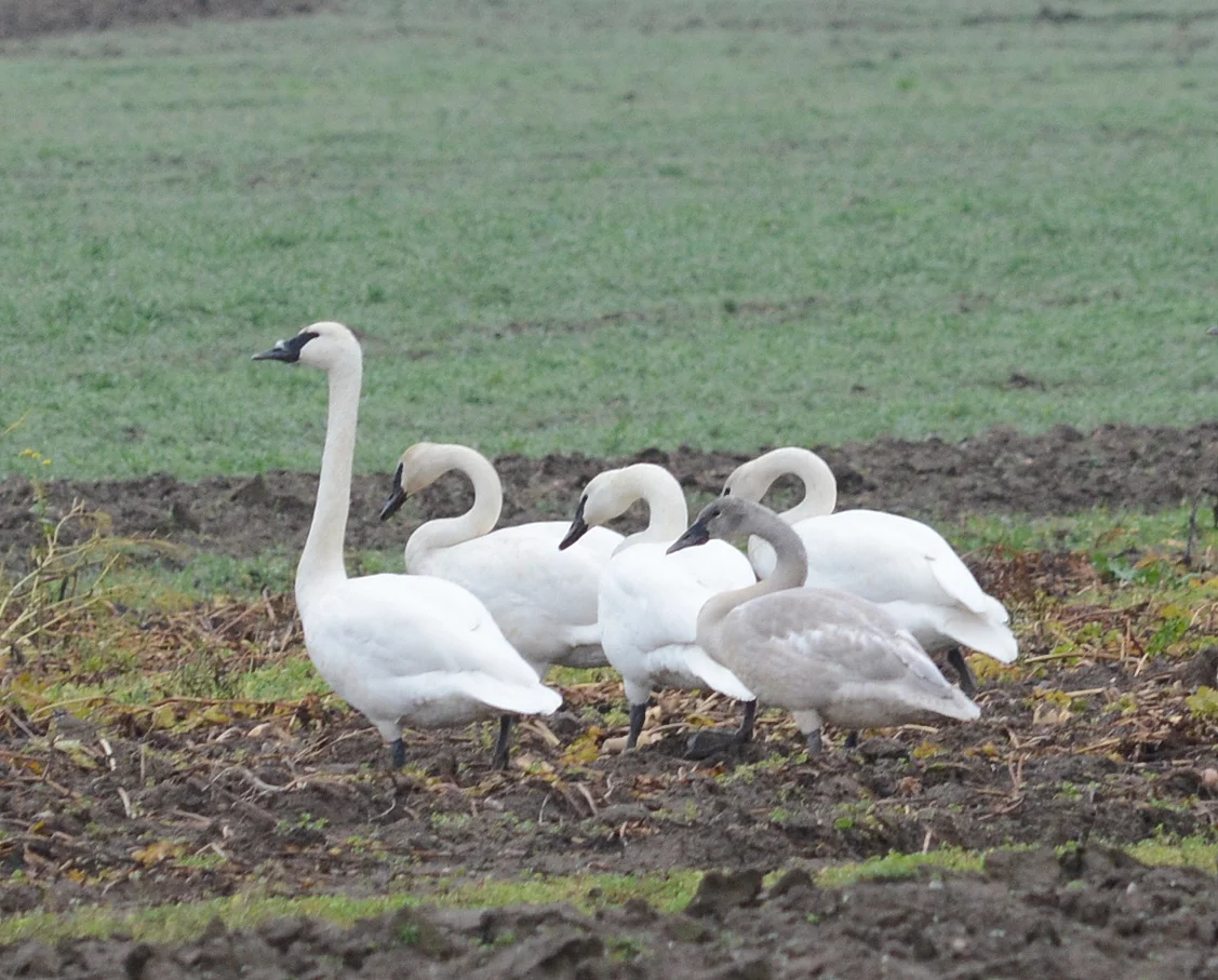 Trumpeter Swans