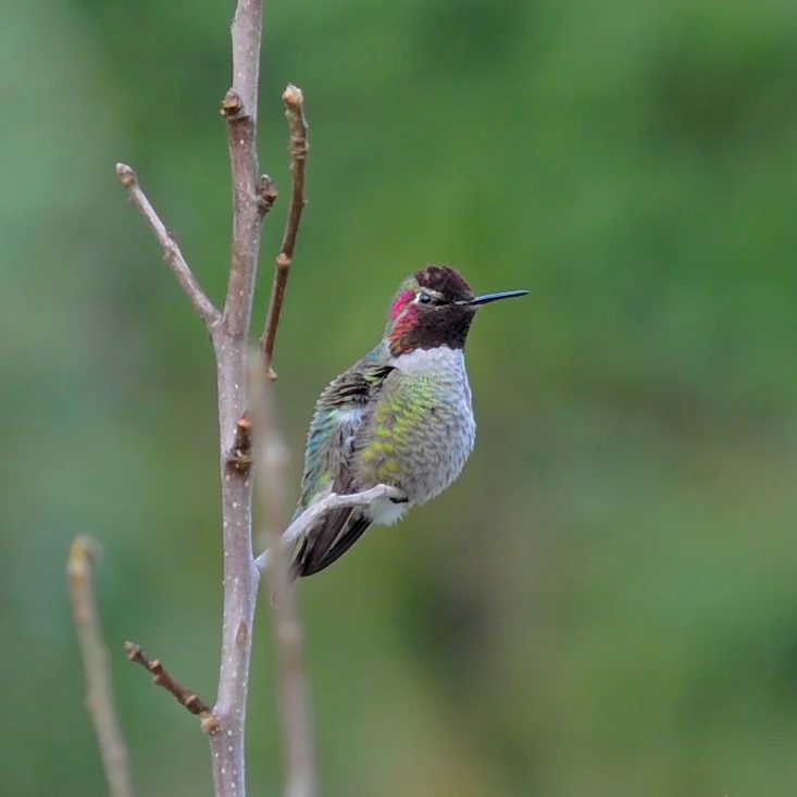 Anna's hummer, male