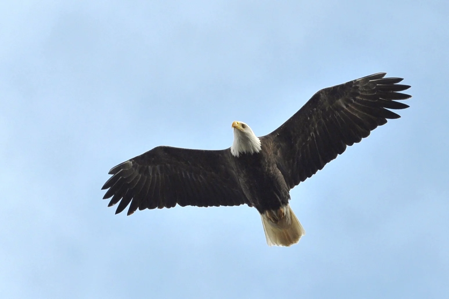 Bald Eagle