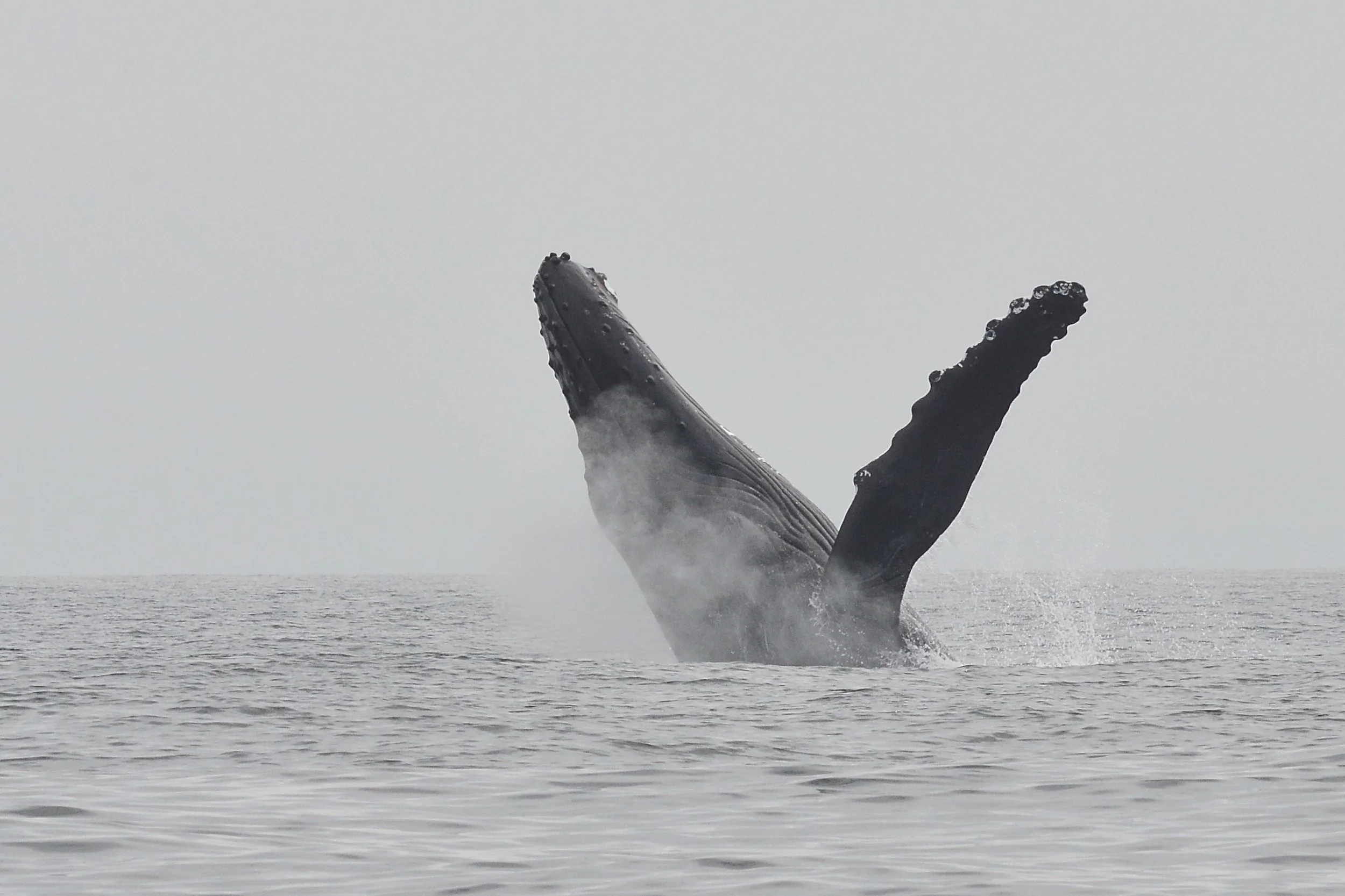 Humpback Whale Breaching