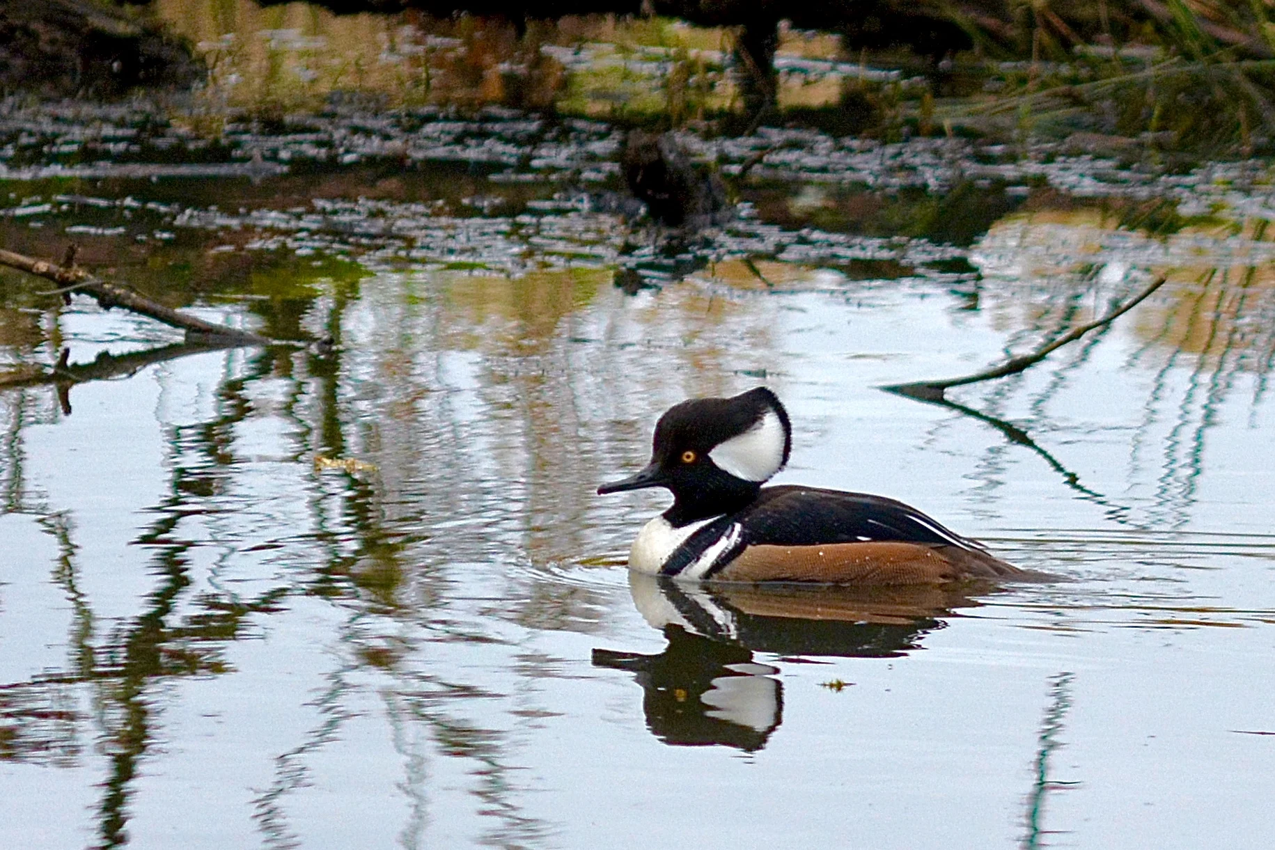 Merganser Watercolor