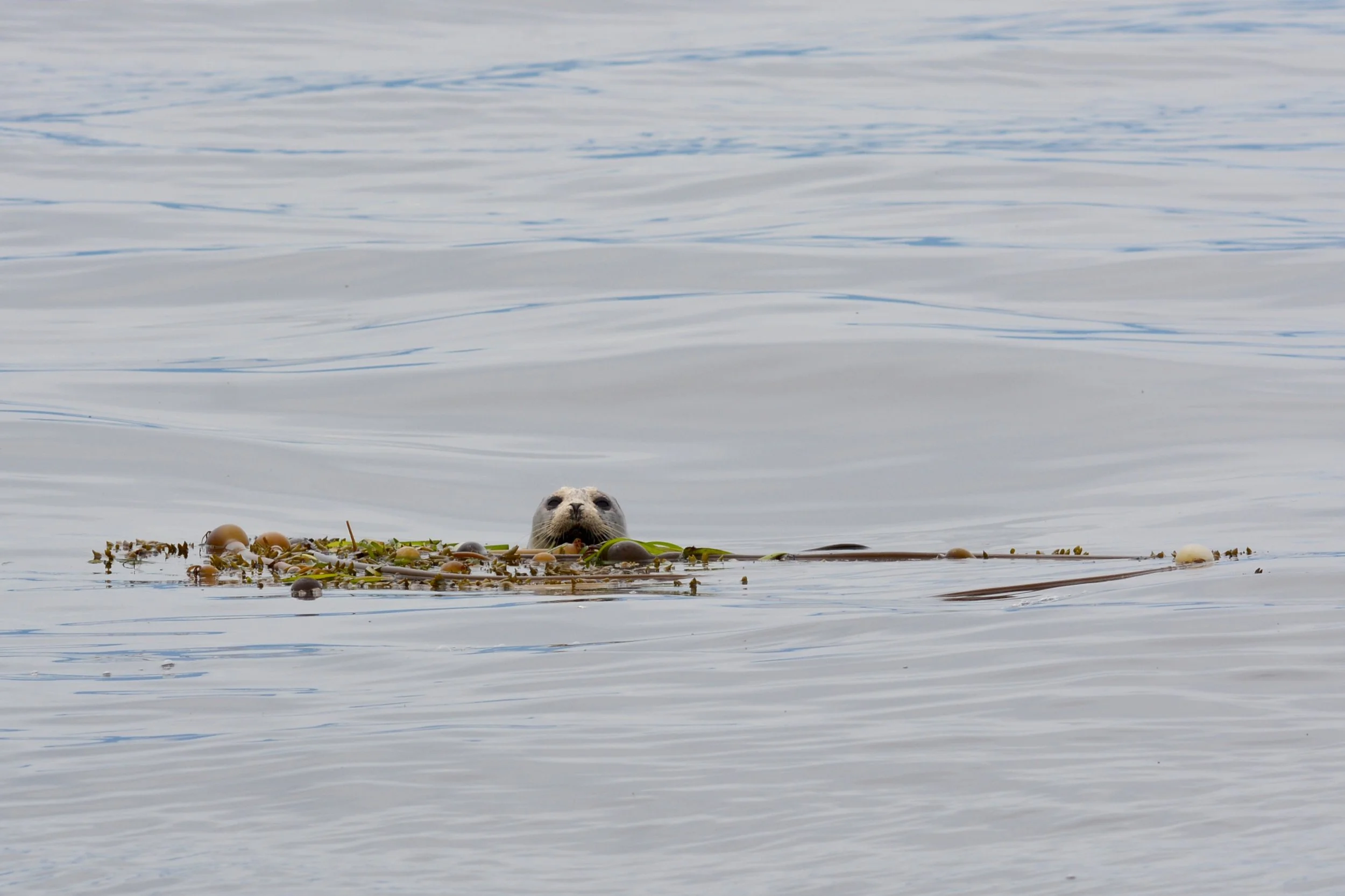 Kelp Raft