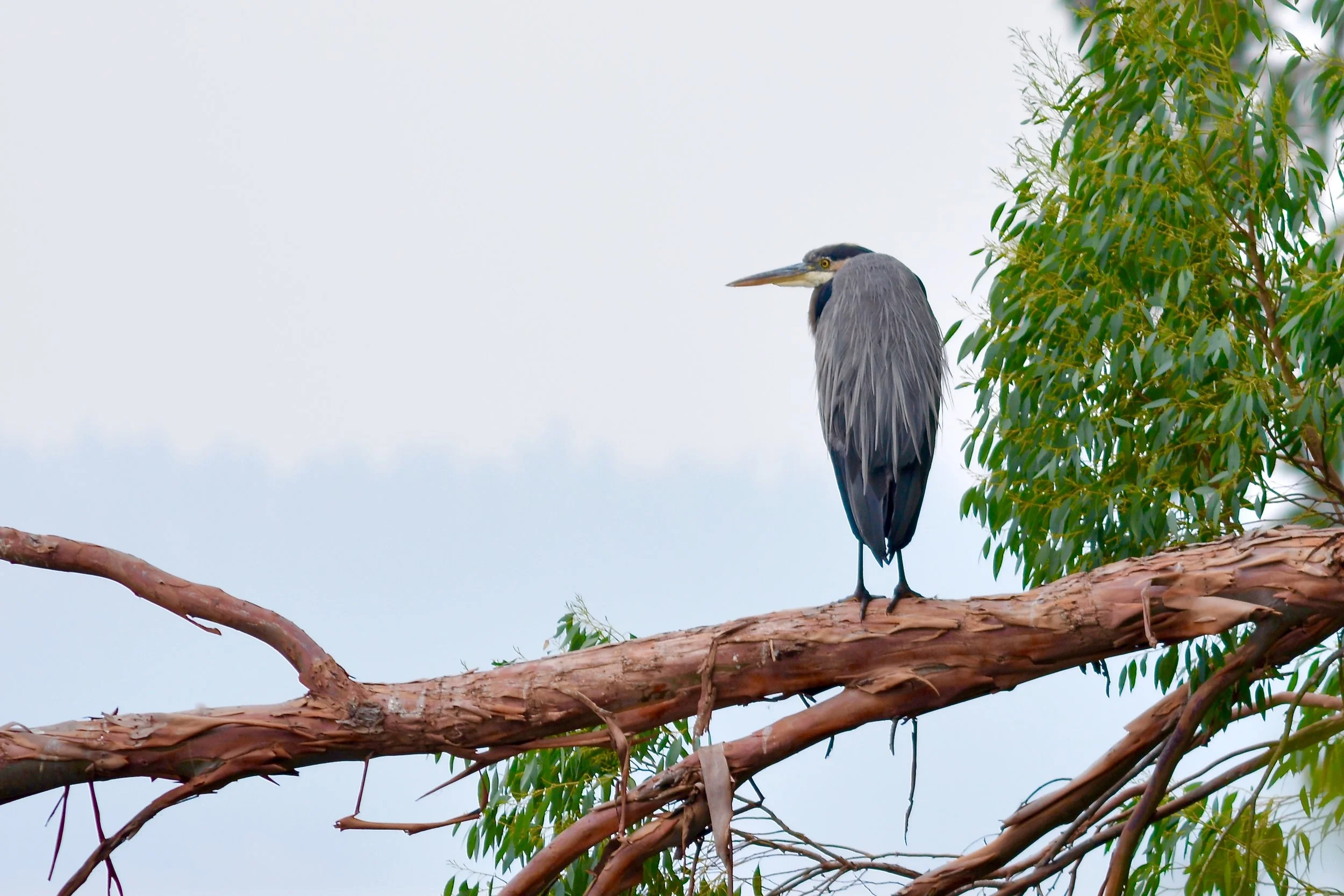 Blue Heron Interlude
