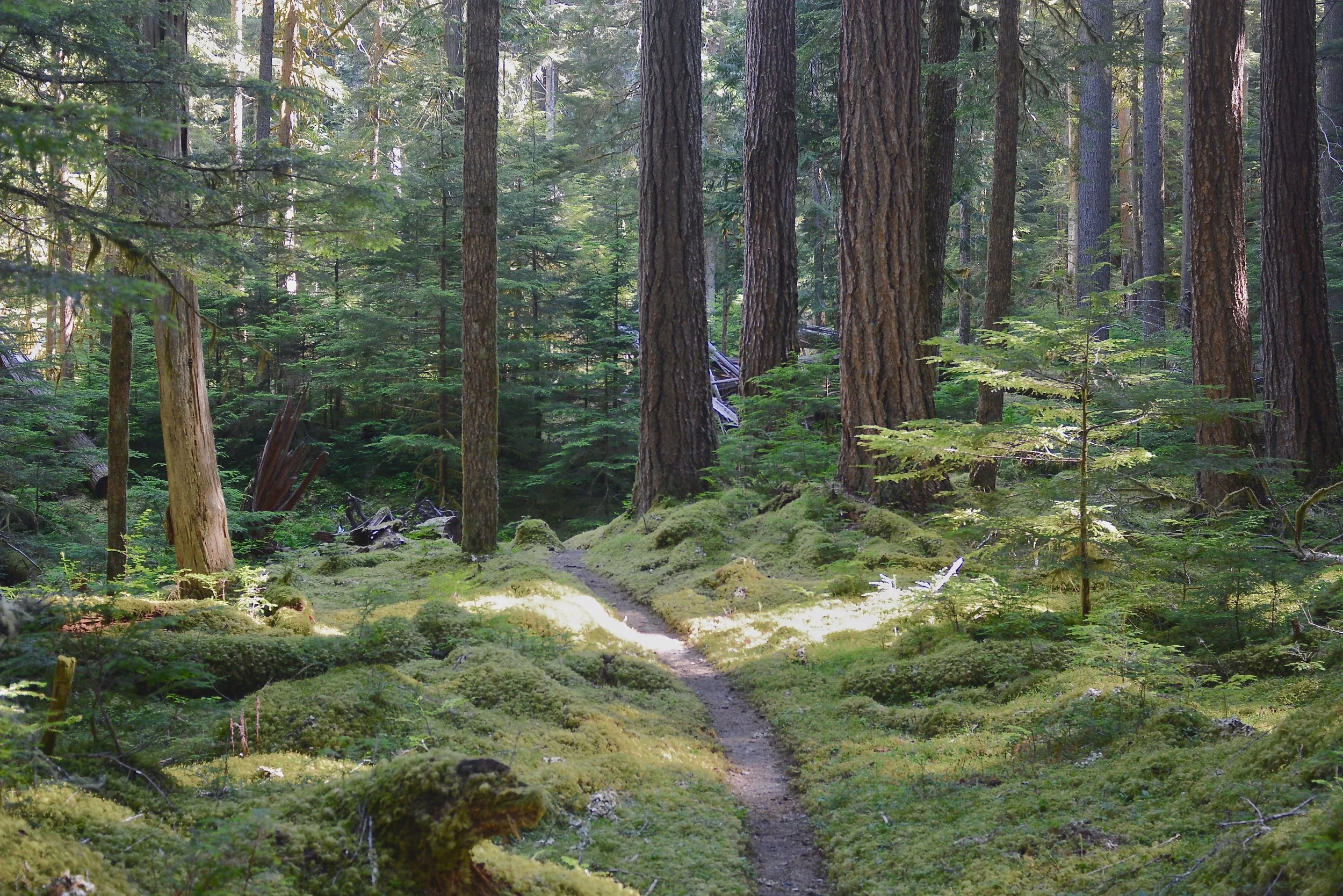 Valley Floor