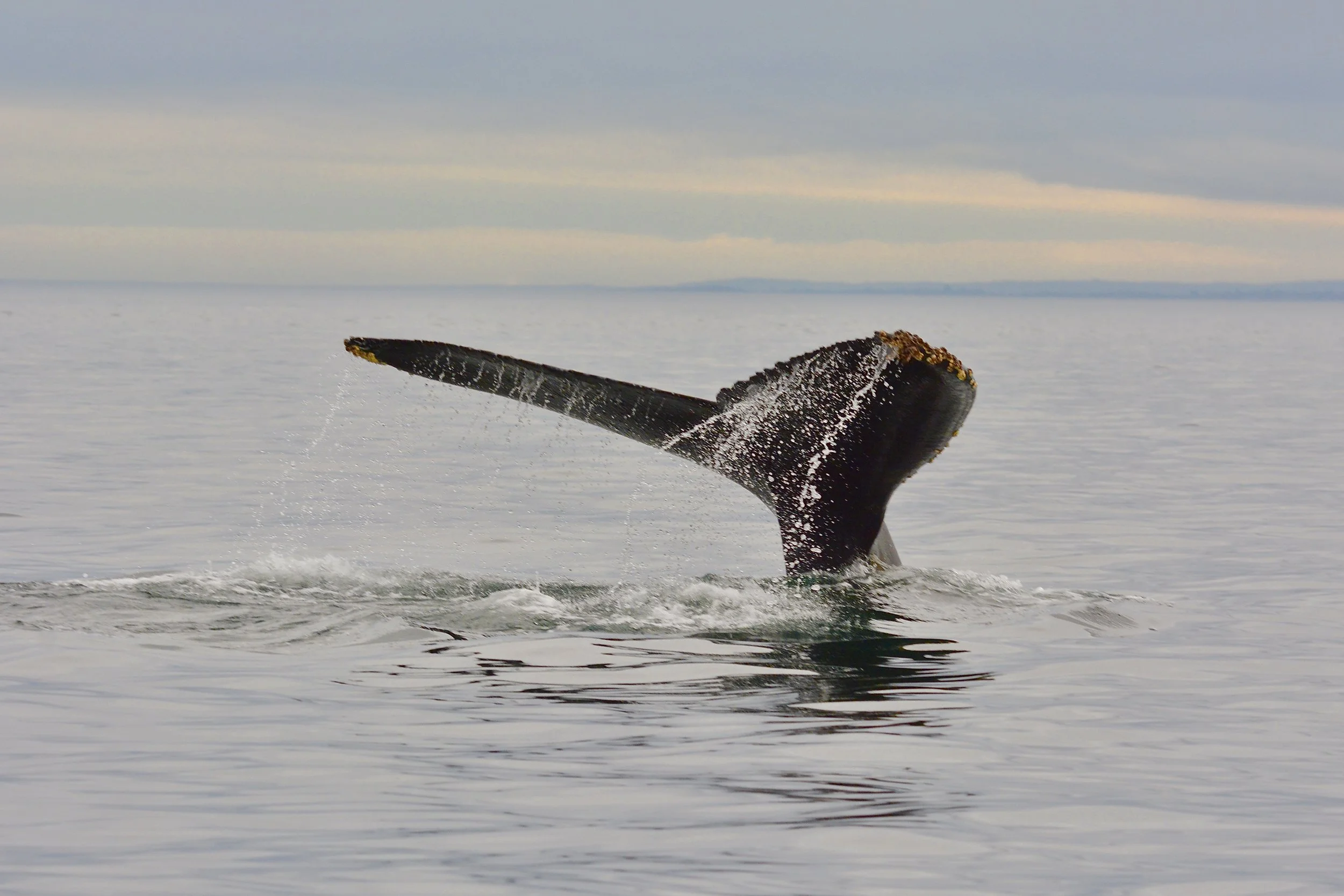 Humpback Whale II, Strait of Juan de Fuca
