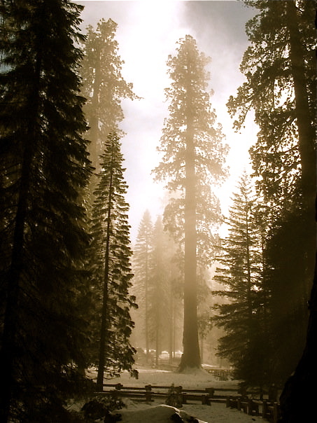 giant sequoia.jpg