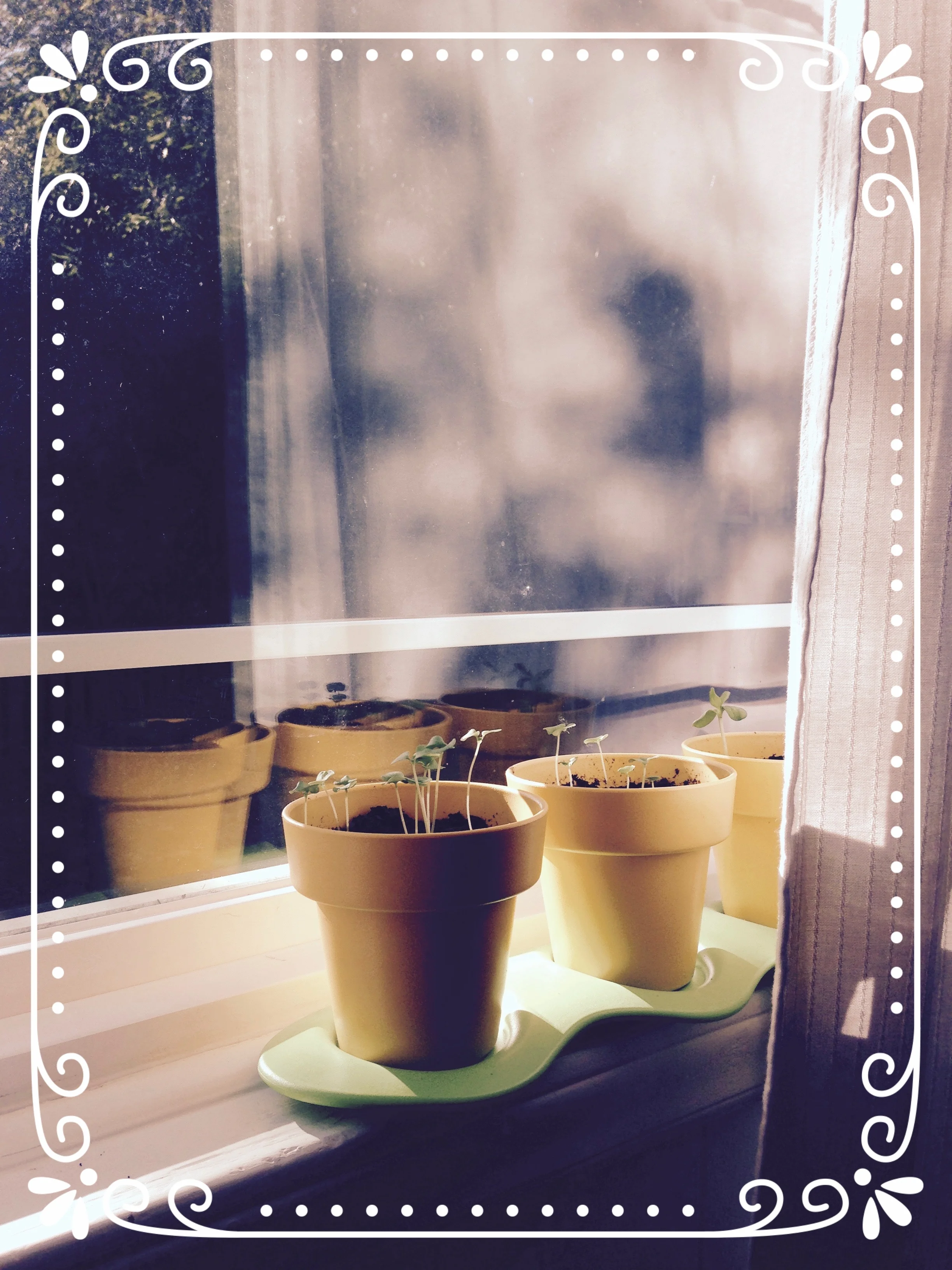 Izzy's Herb Garden