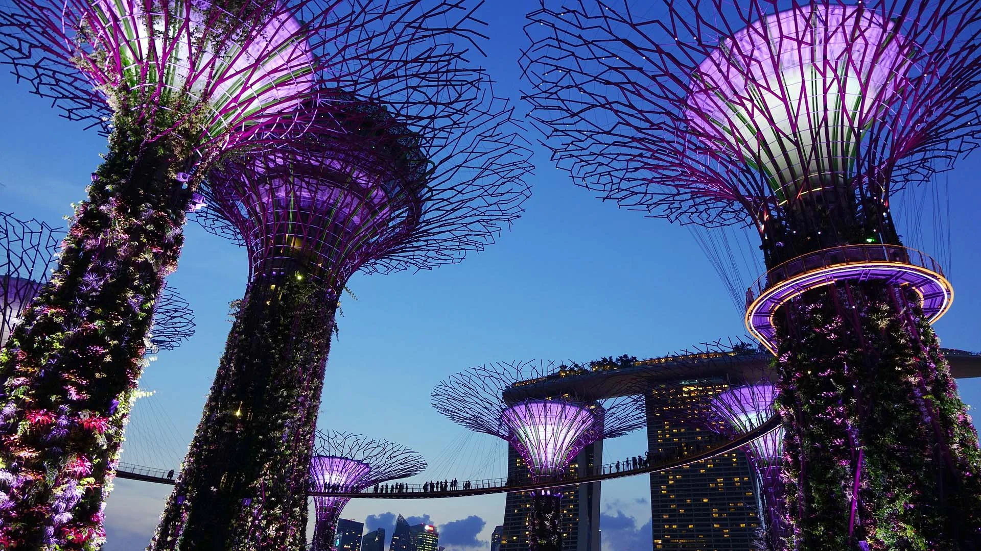 A dramatic shot of the Garden by the Bay in Singapore which includes huge futuristic structures which people can walk around high in the air. These are made to resemble trees with bare metal branches at the tops & greenery going up the “trunk.”