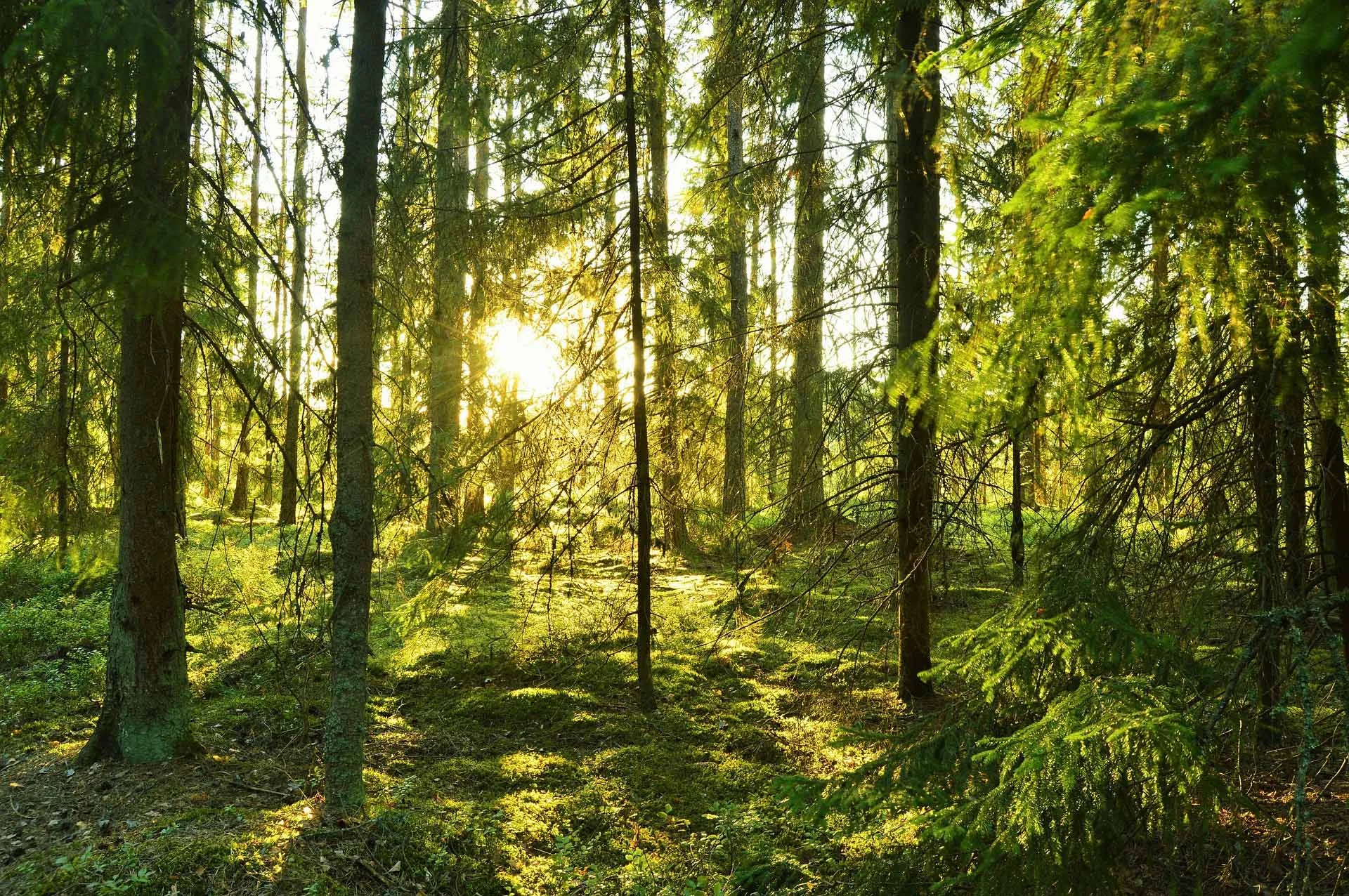 A forest glade in Sweden with the sun peeking out behind pine trees.