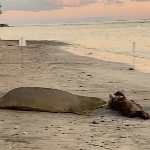 Sunset, monk seal R30&amp; and sneezes.  She&rsquo;s been on the beach at Polanui a couple of days last week.  Mahalo to the NOAA volunteers for her efforts in safeguarding R308-allowing her to sleep while educating beach goers of this endangered spe