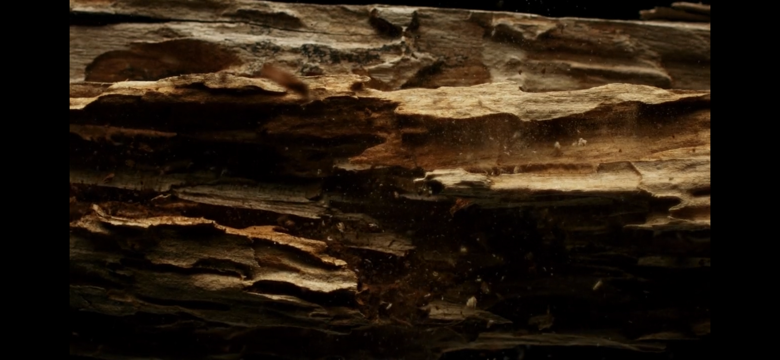 CLASS MILD (indonesia)