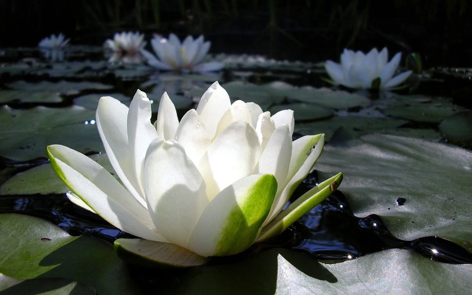 white-lotus.jpg
