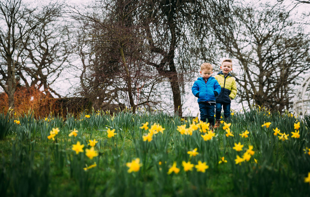 two brothers under 5s walk on bed of daffodils