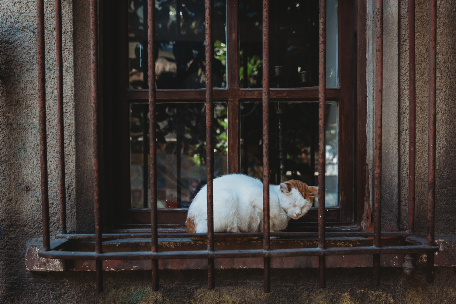 cats in istanbul