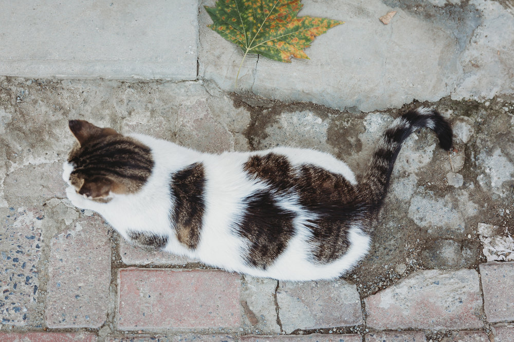 cat stretching